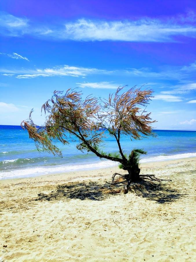Seaside Family Apartment In Paralia Dionisiou מראה חיצוני תמונה